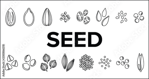 Seed varieties collection with different plant grains kernels and botanical elements representing agriculture cultivation and natural food sources concept