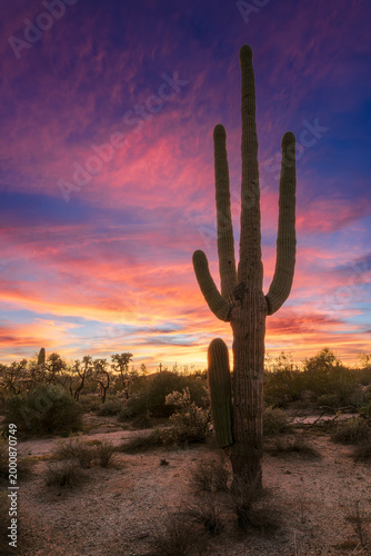 saguaro cactus at sunset in arizona