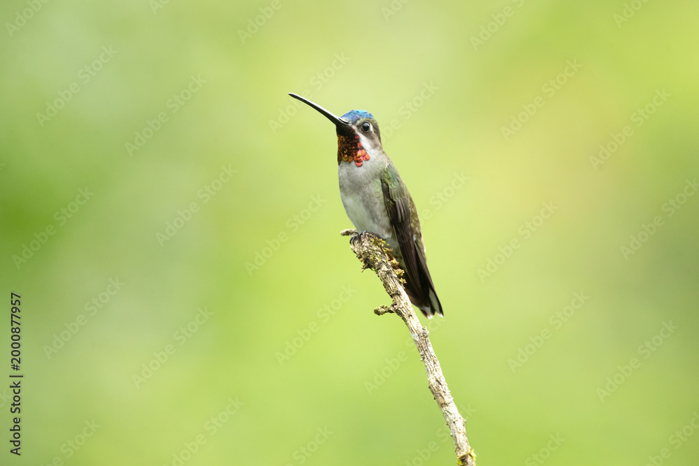 Fototapeta premium The long-billed starthroat (Heliomaster longirostris) is a species of hummingbird in the 