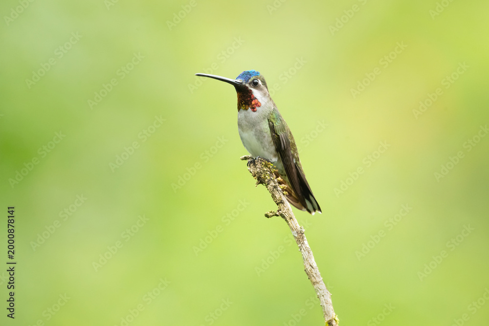 Fototapeta premium The long-billed starthroat (Heliomaster longirostris) is a species of hummingbird in the 