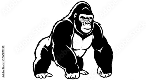Powerful muscular gorilla black and white vector illustration. Strong ape standing on all fours, ready for action. Wild animal graphic.