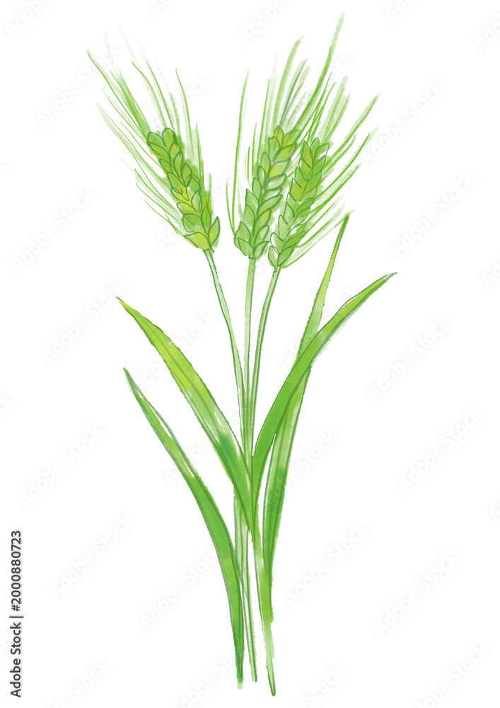Obraz premium 咲き誇るオオムギの花の手描きの水彩イラスト(透過PNG) 