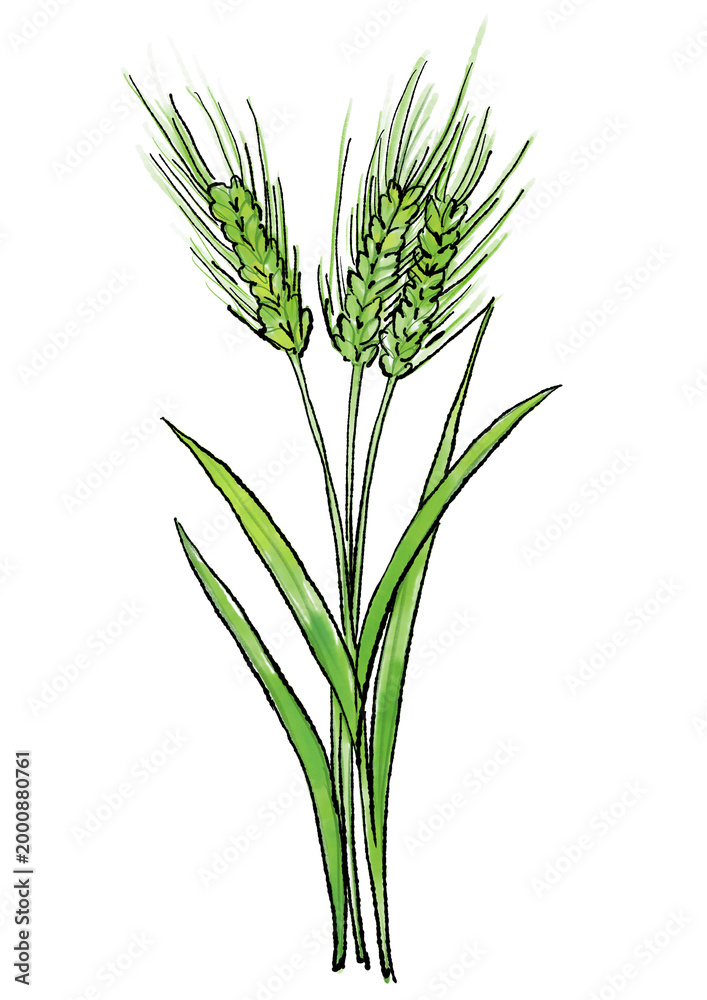 Fototapeta premium 咲き誇るオオムギの花の手描きの線画と水彩イラスト (透過PNG)