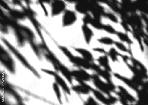 Abstract Leaf Shadows – Black and White Contrast, Organic Silhouette Design, Nature-Inspired Composition, Transparent Background PNG
