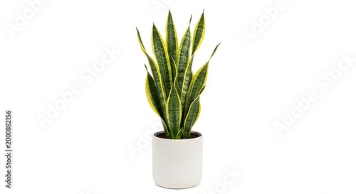 Potted snake plant with long green leaves in a white pot pointed green leaves growing in a white pot indoor plant