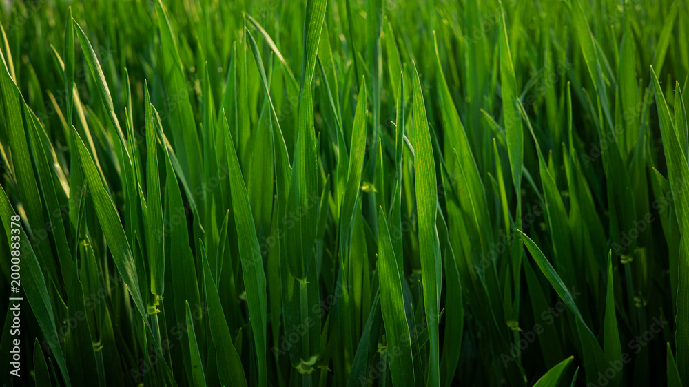 Naklejka premium Green grass growing in a field during daylight hours with sunlight shining on the blades