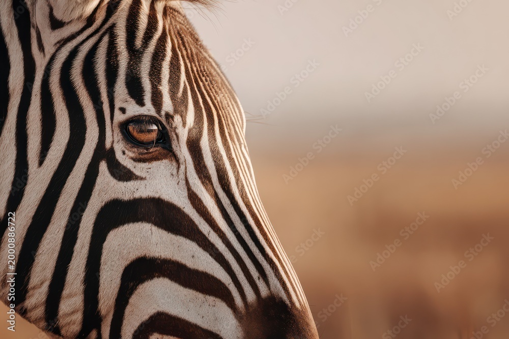Obraz premium Zebra watching the savanna sunset