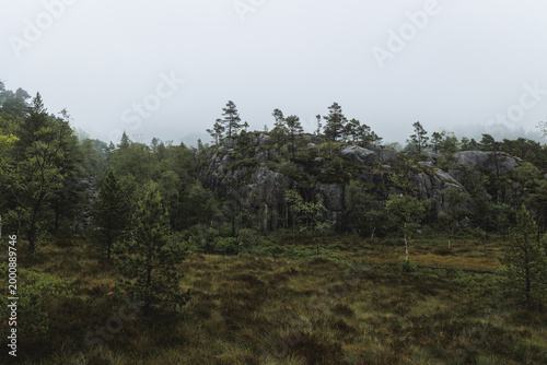 Dichter Wald auf dem Aufstieg zum Preikestolen in Norwegen mit typischer skandinavischer Natur und moosbewachsenen Bäumen