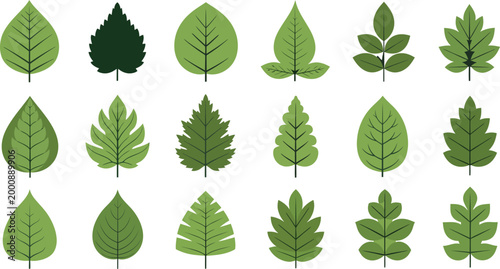 Collection of diverse green leaves a botanical illustration