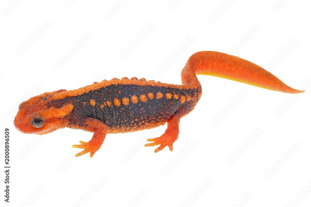 Fototapeta premium An Asian Emperor Newt. Tylototriton shanjing, on white background.
