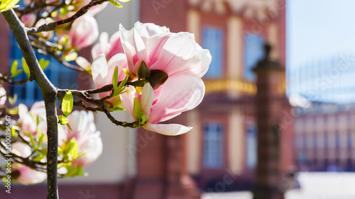 Quadro su tela Pink magnolia flowers bloom in spring near a historic building on a clear day