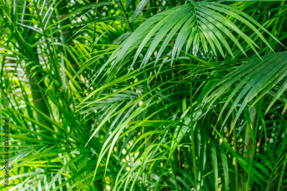 Fototapeta premium Green palm leaves fill the space in a lush garden during daylight near tropical plants and trees