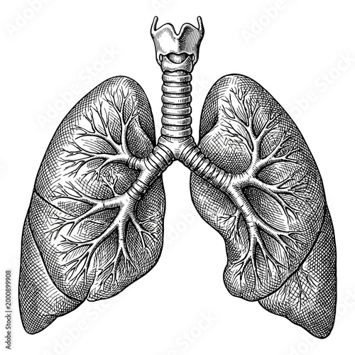 Vintage anatomical illustration of the human respiratory system showcasing the trachea and lungs with intricate branching structures