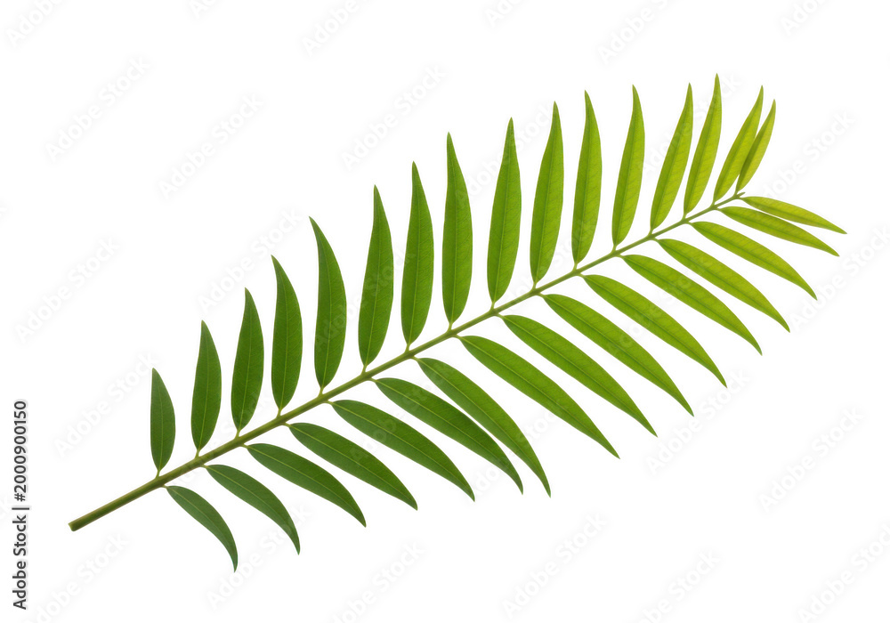 Fototapeta premium Fresh green palm frond with vibrant leaves