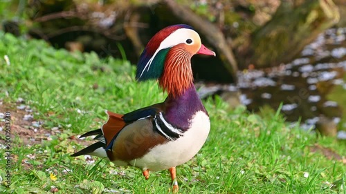 Male mandarin duck walking and preening on grassy riverbank