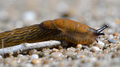 Close up of a brown slug crawling on the sand with small pebbles.