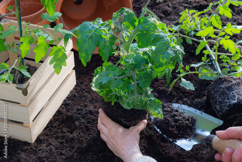 Female hands planting young tomato plants in the vegetable garden under natural sunlight