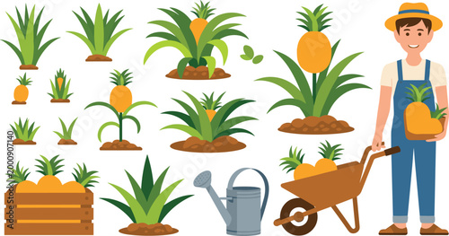 Vector illustration of pineapple cultivation with plants, harvest tools and farming scenes in decorative design