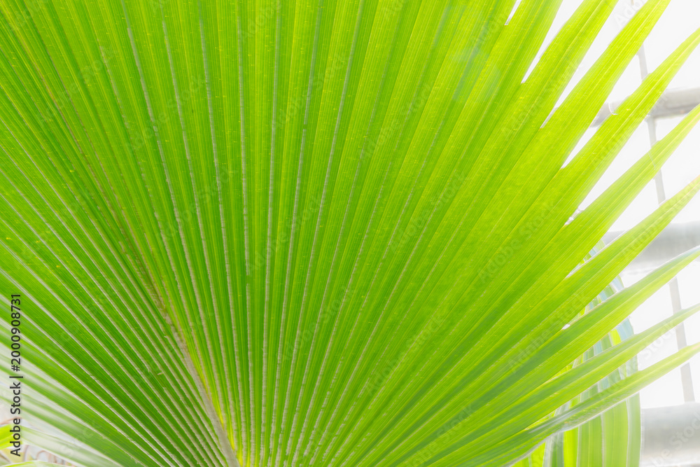 Obraz premium Bright green palm leaf close up showing detailed texture and structure in natural light indoors