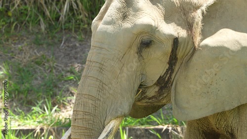 elephant
