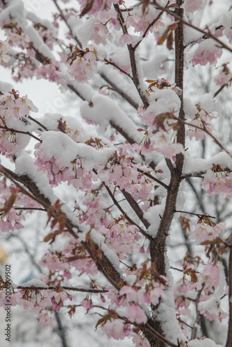 A tree blooming with pink flowers in a snowstorm