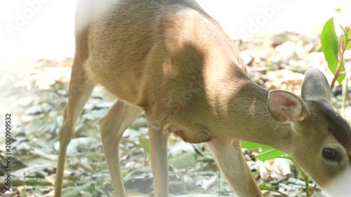 deer