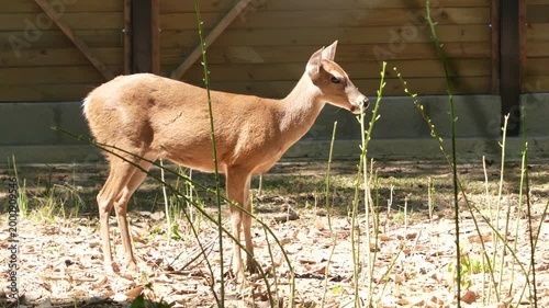 deer