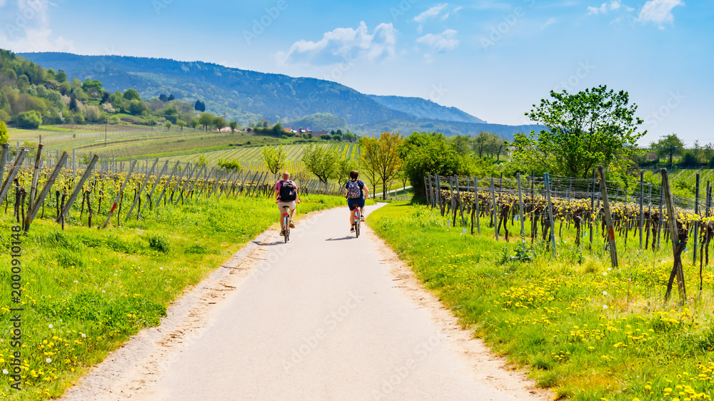 Fototapeta premium Cyclists ride down a gravel path through vineyards on a sunny day in the countryside
