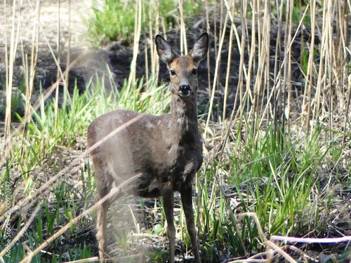 European roe deer standing among tall dry grass