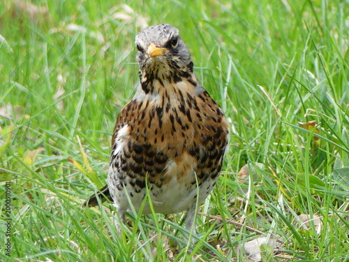 Fieldfare bird standing in green grass looking