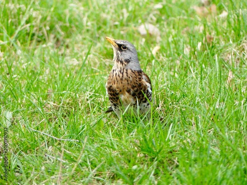 Fieldfare bird looking up in green grass