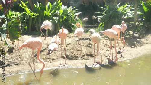 flamingo