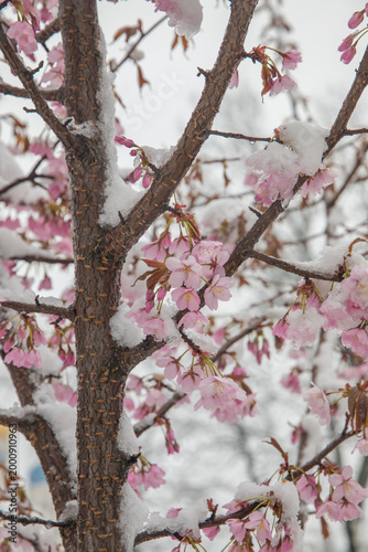 A tree blooming with pink flowers in a snowstorm