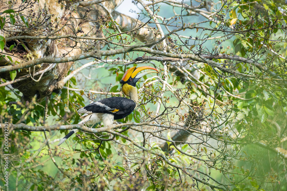 Obraz premium Great hornbill (Buceros bicornis), also known as the concave-casqued hornbill, great Indian hornbill or great pied hornbill