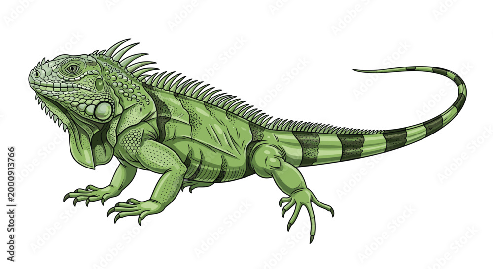 Fototapeta premium Detailed digital illustration of a green iguana, highlighting its spiky crest, textured skin, and powerful tail, a common reptile species.