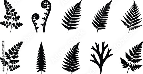 Foto Black fern leaf silhouettes, botanical foliage vector set of 10 elements, tropic