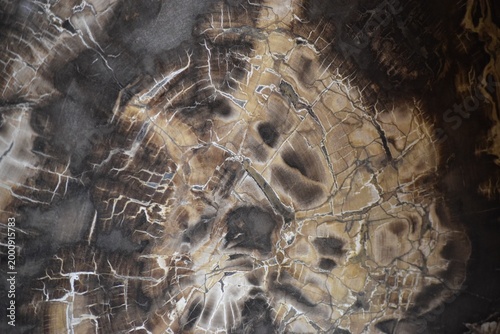Schilderij op canvas Petrified wood