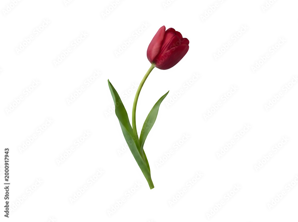 Obraz premium Single Red Tulip Flower Isolated on White Background
