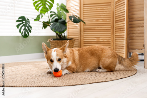 Canvas Print Adorable Pembroke Welsh Corgi dog with pet toy at home