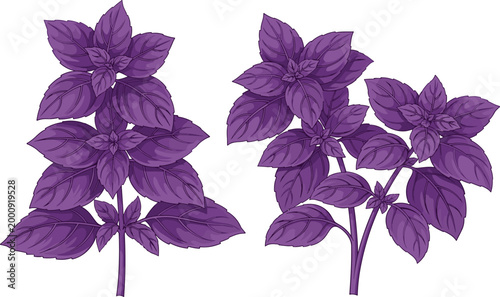 Purple Basil Plant Illustration Set with Detailed Herbal Leaves and Botanical Foliage for Organic Gardening, Culinary Use, Natural Remedies, and Eco Design Projects