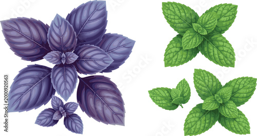 Mint Leaf Varieties Illustration Set with Green and Purple Herbal Foliage for Organic, Aromatic, Culinary, Botanical, and Natural Plant Design Projects