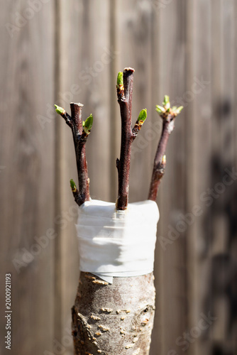 Quadro su tela Grafting Fruit Trees