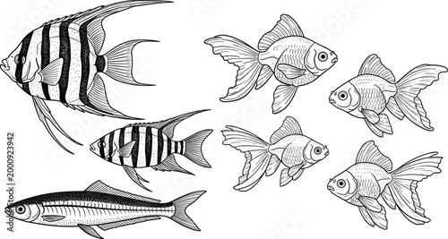 Detailed fish line art collection featuring angelfish goldfish and striped marine species in black and white engraved vector illustration style