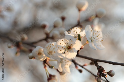 Foto Close-up of white cherry blossoms at sunset, spring, Poland