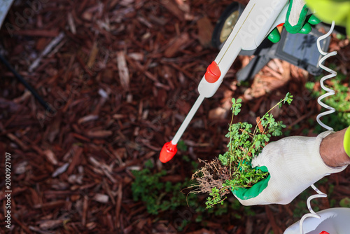 Εκτύπωση καμβά A black man spraying  weeds from a garden with pesticide