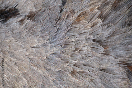 Foto Background photo of ostrich feathers close-up