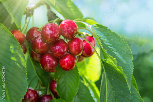 Red cherry hanging on a tree in the summer garden.