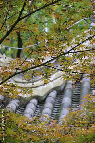 Bild auf Leinwand Artistic branches and green orange leaves of maple tree with background of tradi