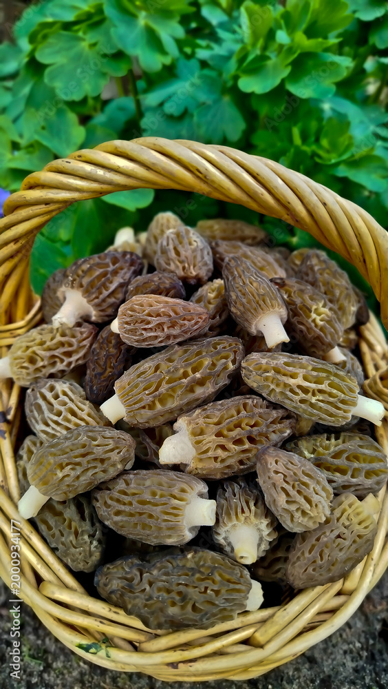 Fototapeta premium Morchella is a delicacy mushroom. It grows in the forest in spring. The mushroom is brown. morel mushrooms, mushrooms in the forest, 