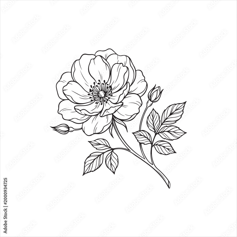 Obraz premium Black and white line drawing of a single flower with leaves and buds